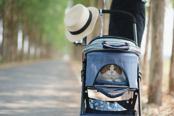 苏格兰猫在春季户外旅行时呆在宠物车里图片下载