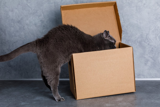 那只灰猫用前爪爬进了箱子。寻找美食。灰色的墙壁。图片下载