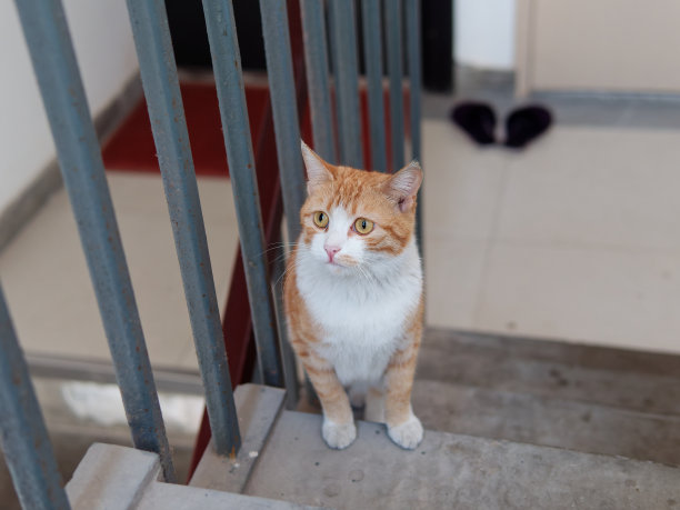 可爱的姜黄色虎斑猫坐在住宅楼的台阶上。图片下载