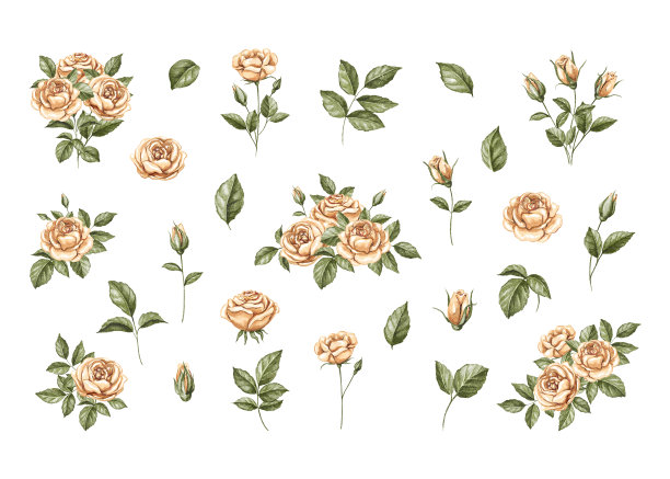 水彩设置各种各样的橙色花，玫瑰和绿叶图片下载