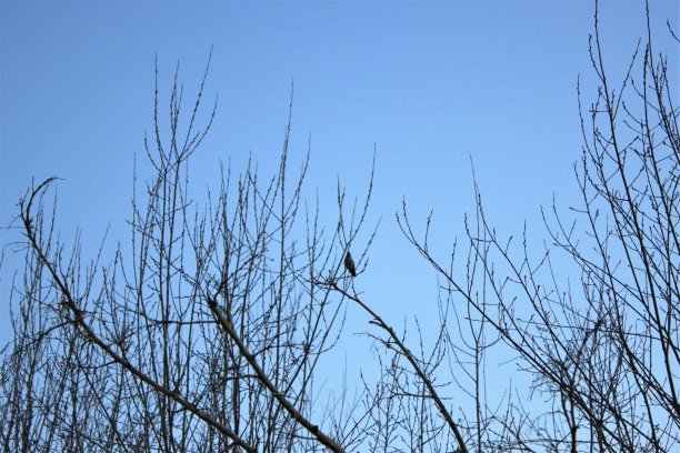 蓝色的天空背景和光秃秃的树枝图片下载