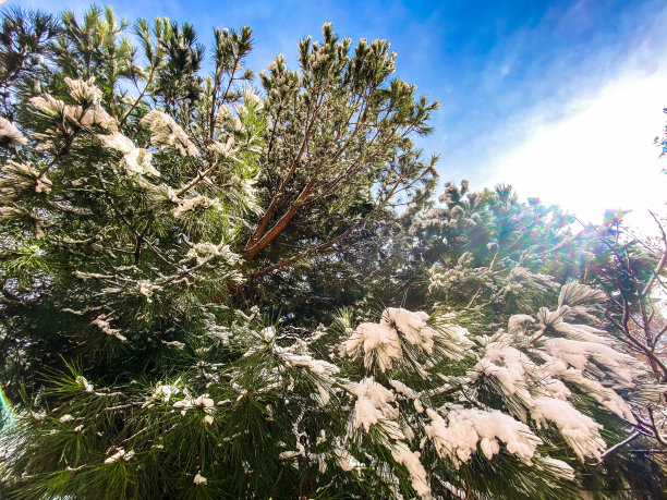 阳光照在松果被雪覆盖的松树后面图片下载