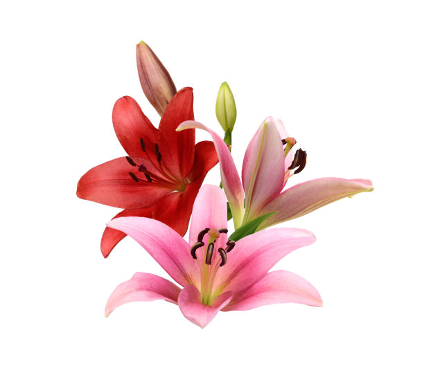 白色背景上的粉红色百合图片下载