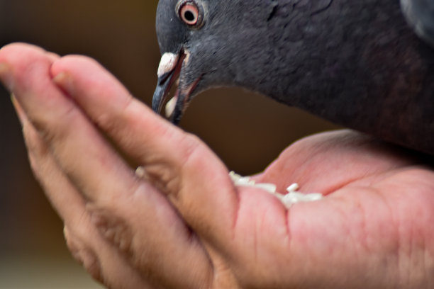 喂鸽子图片下载