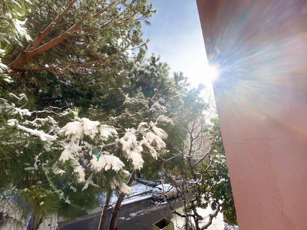 松树和一些公寓在冬天的时候图片下载