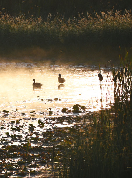 鸭子在黎明图片下载