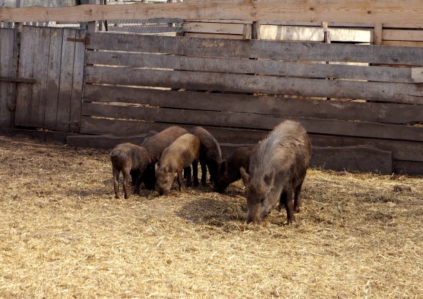 猪在农场图片下载