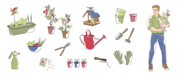 男人在花盆里种西红柿，在阳台上种植蔬菜图片下载