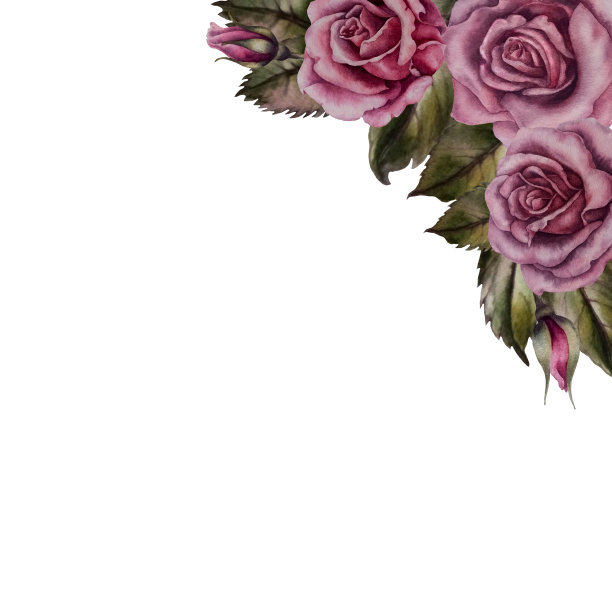 水彩粉红色玫瑰角图片下载