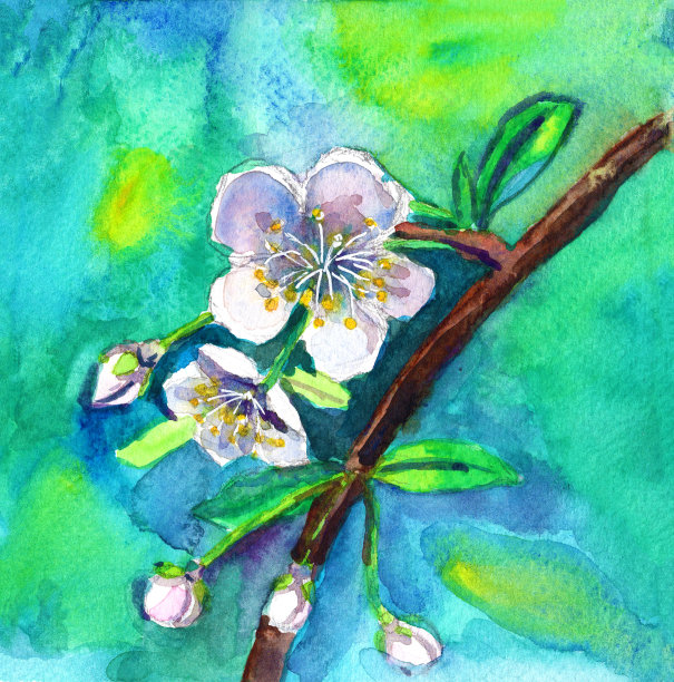 白色樱花植物插图。手绘水彩素描。绿色和蓝色的背景。棕色的分支。自然与生态。夏天或春天。为明信片，海报和打印的模板图片下载