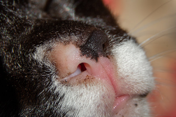 猫的鼻子图片下载
