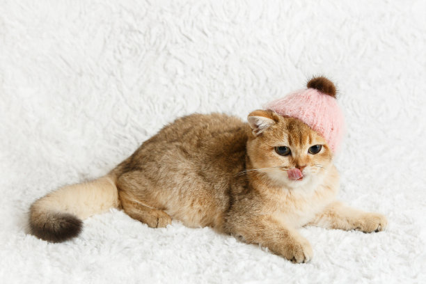 苏格兰直金色荫凉栗鼠猫图片下载