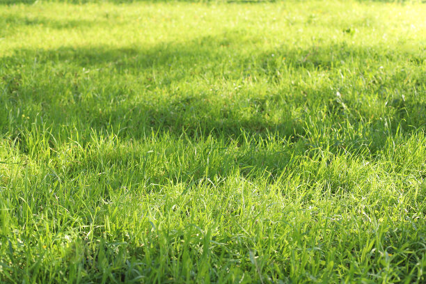 绿色的草纹理壁纸和背景图片下载
