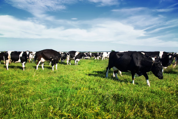 黑色和白色的奶牛在绿色开花的田野上吃草图片下载