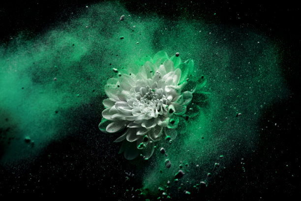 菊花在彩色粉末颜料工作室拍摄图片下载