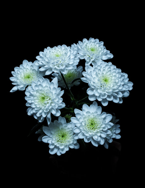 演播室里的菊花图片下载