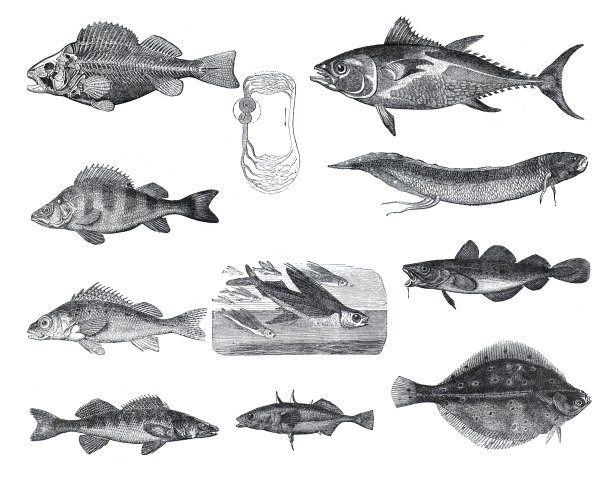 许多不同的鱼类，如thuna或thynnus vulgaris, perca fluviatl's, cernua, gadus morrhua, exocoetus volitans, pleuroneotes platessa, lupioperca sandra。从古老的古董手绘插图。图片下载