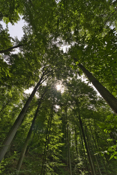 从树林向天空望去，视野极佳图片下载