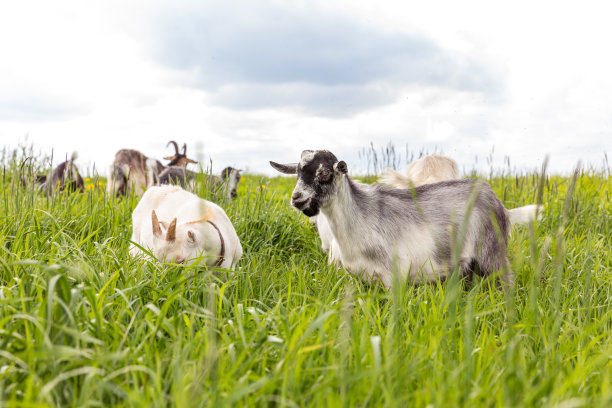 可爱的放养山羊在有机自然生态动物农场自由放牧在草地背景。家山羊在草地上吃草。现代畜牧、生态养殖。动物权利图片下载