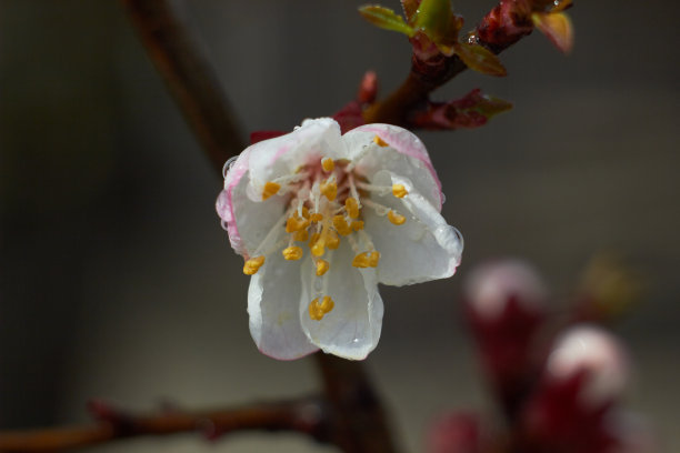 杏花，枝头有树芽。宏观照片。美丽的大自然。春天，青春，成长观念。图片下载