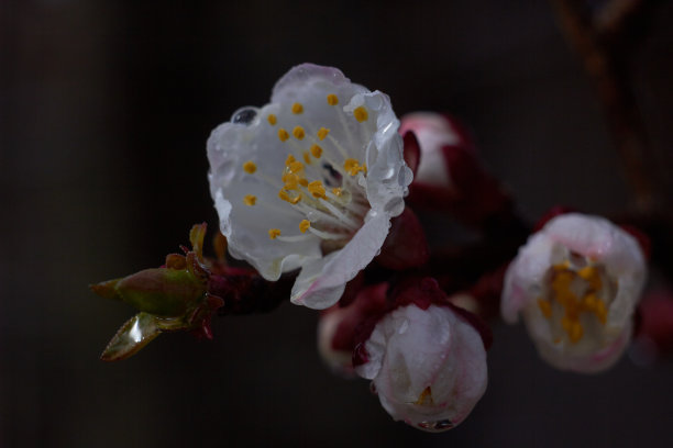 杏花，枝头有树芽。宏观照片。美丽的大自然。春天，青春，成长观念。图片下载