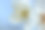 春天的自然背景。
梅花，雨后水滴透明。宏观照片。春天开花。图片下载