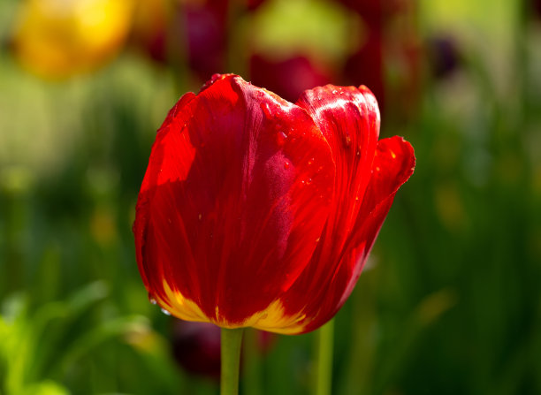 红色游行类型的郁金香。一张阳光下浅景深的照片，适合卡片、海报、网站装饰等。图片下载