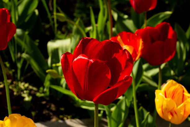 红色游行类型的郁金香。一张阳光下的浅景深照片，配上复印空间，适合卡片、海报、网站装饰等。图片下载