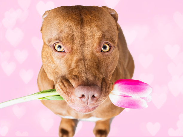 可爱，可爱的小狗，棕色的颜色，捧着明亮的花朵图片下载