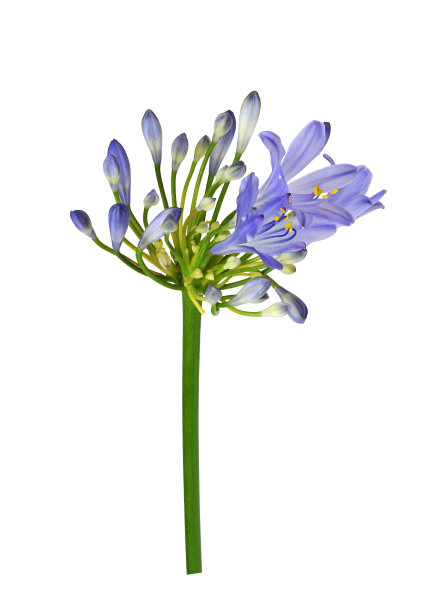 蓝色的琼脂花和花蕾分开图片下载