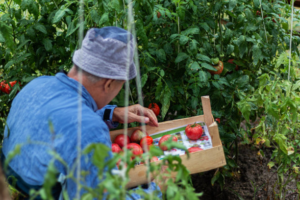 男性农民从他的花园采摘有机西红柿，并把它放在一个木箱图片下载