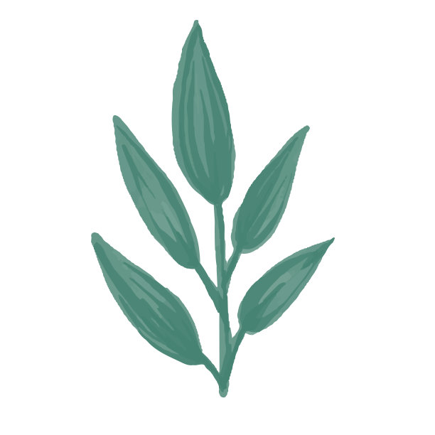 矢量绘制元素手绘水彩绿色叶子在白色背景。用于菜单，请柬，婚礼。图片下载