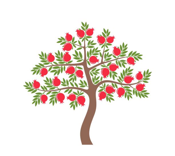 石榴树。标志。孤立的石榴，白色背景图片下载