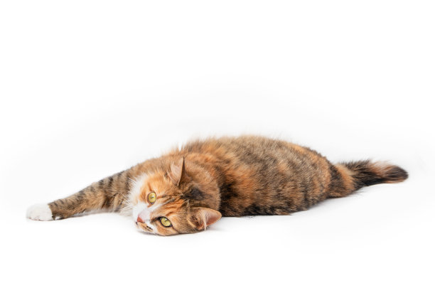 七彩长毛猫伸直了身子。图片下载