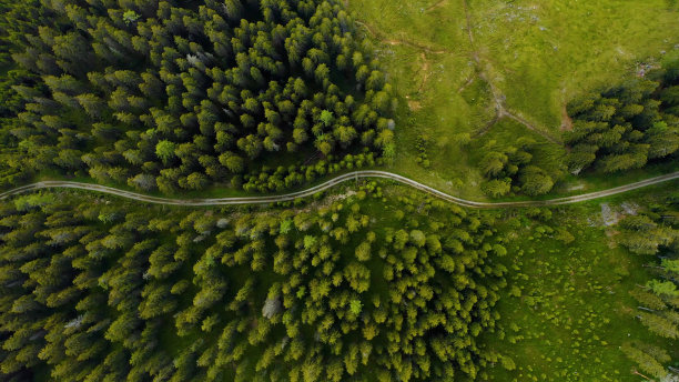 从上面看到的森林图片下载