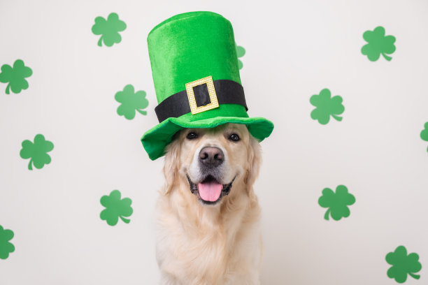 一只戴着矮妖精帽子的狗坐在白色背景上，上面点缀着绿色的三叶草。圣帕特里克节的金毛寻回犬图片下载