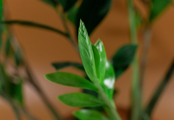在棕色背景的花盆中，特写Zamioculcas zamiifolia的叶子。室内园艺，室内植物护理图片下载