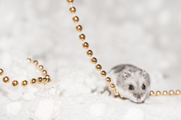 宠物和圣诞节。浅背景上有珠子的灰色仓鼠。圣诞贺卡图片下载