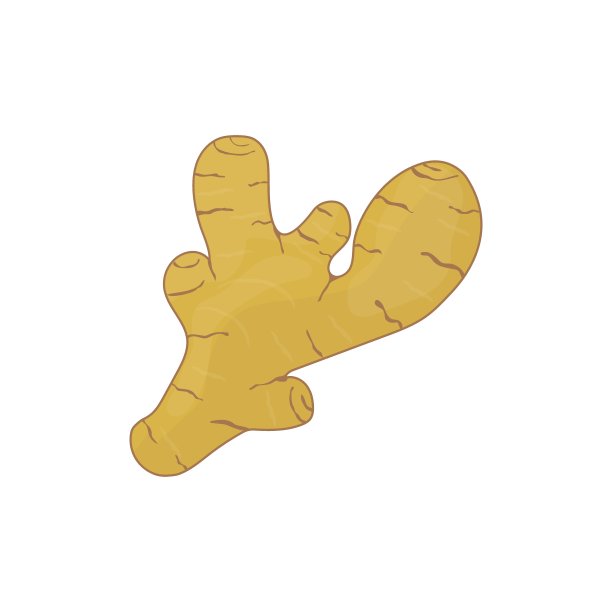 姜根向量设置在白色背景上图片下载