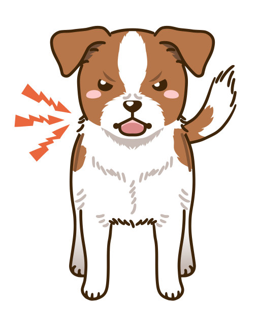 杰克罗素梗(棕色和白色)图片下载