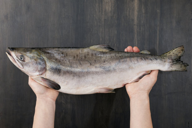 新鲜的三文鱼由厨师亲手制作。健康食品的概念。图片下载