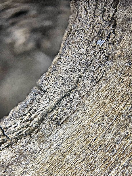 微距摄影抽象视点，节眼，旧的干燥的乡村风化的木板照片图片下载