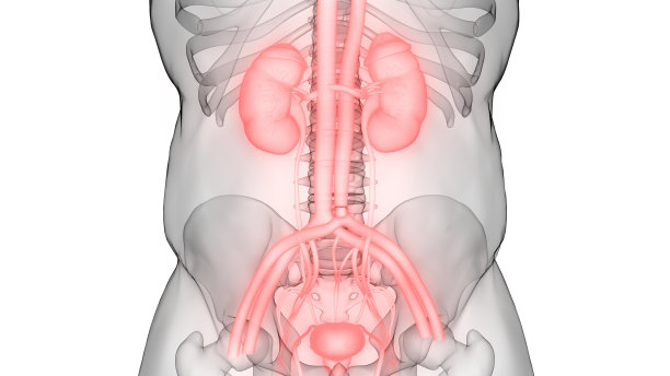 人类泌尿系统与膀胱解剖图片下载