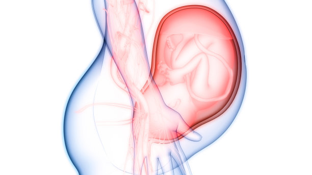 子宫解剖中的胎儿图片下载