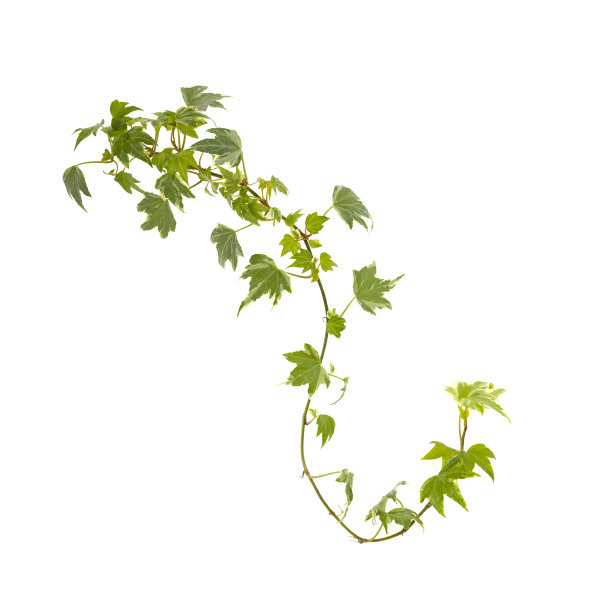 常春藤叶子孤立在白色上图片下载