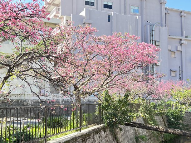 在冲绳那霸瑜伽公园，鲜红的樱花盛开图片下载