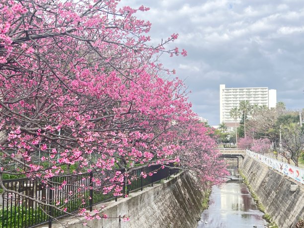 在冲绳那霸瑜伽公园，鲜红的樱花盛开图片下载