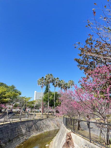 在冲绳那霸瑜伽公园，鲜红的樱花盛开图片下载