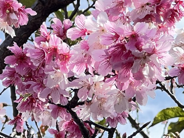 在冲绳县那霸市，路边盛开着鲜红的樱花图片下载