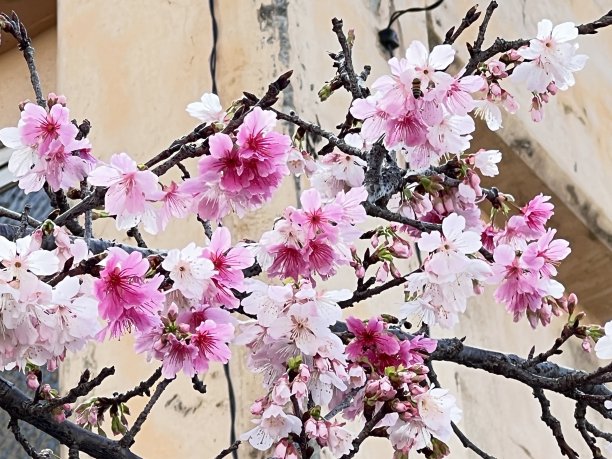 在冲绳县那霸市，路边盛开着鲜红的樱花图片下载